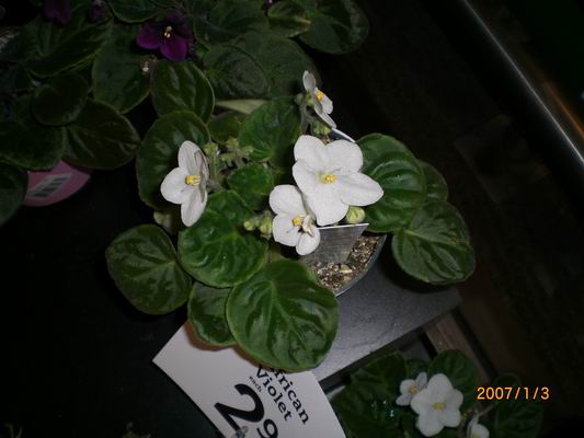 Resize of CIMG0488.JPG